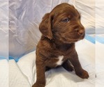 Small Photo #1 Labradoodle Puppy For Sale in EL PASO, TX, USA