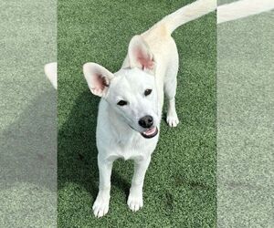 Sugar - Female Siberian Husky-Unknown Mix Dog for Adoption - Photo #6