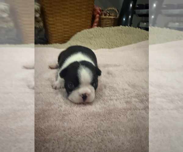 Medium Photo #4 Boston Terrier Puppy For Sale in FREDONIA, KS, USA