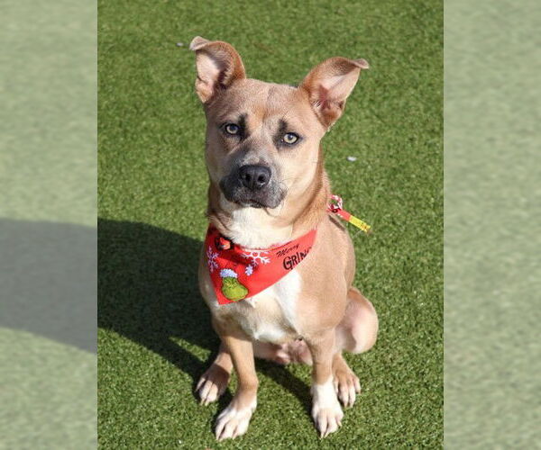 Medium Photo #1 Australian Kelpie-Unknown Mix Puppy For Sale in Rockaway, NJ, USA