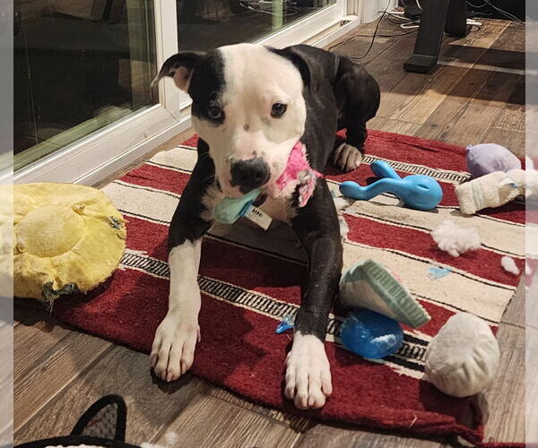 Medium Photo #10 Staffordshire Bull Terrier-Unknown Mix Puppy For Sale in Dana Point, CA, USA