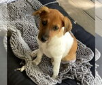 Small #1 Jack Russell Terrier Mix