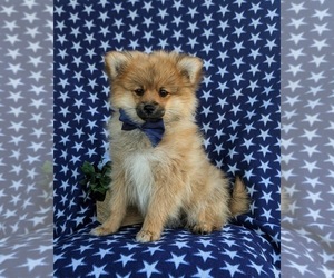 Pomeranian Puppy for sale in LINCOLN UNIVERSITY, PA, USA