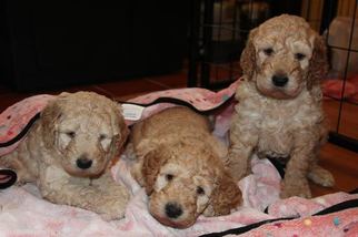 Doodle-Goldendoodle Mix Puppy for sale in MARYSVILLE, WA, USA