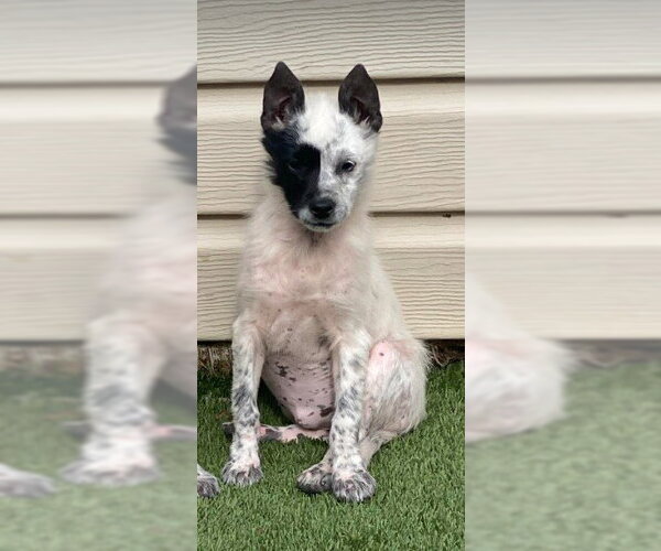 Medium Photo #2 Poodle (Miniature) Puppy For Sale in Lewistown, PA, USA