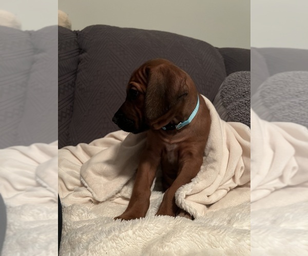 Medium Photo #2 Rhodesian Ridgeback Puppy For Sale in MURFREESBORO, TN, USA
