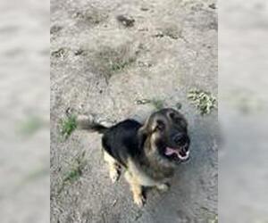 Australian Shepherd-Unknown Mix Dogs for adoption in Virginia Beach, VA, USA