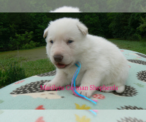 German Shepherd Dog Puppy for Sale in PIEDMONT, Missouri USA