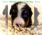 Small Photo #4 Bernese Mountain Dog Puppy For Sale in CLINTON, MO, USA