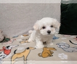 Small #5 Maltese