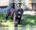 Small #1 Cane Corso