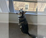 Small #1 German Shepherd Dog-Huskies  Mix
