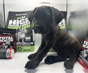 Cane Corso Puppy for Sale in EL PASO, Texas USA
