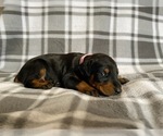 Small Photo #8 Doberman Pinscher Puppy For Sale in HALIFAX, MA, USA