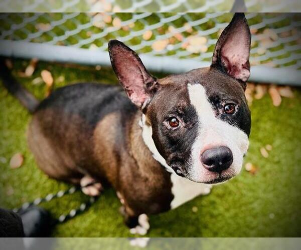 Medium Photo #3 American Pit Bull Terrier-Unknown Mix Puppy For Sale in Orlando, FL, USA