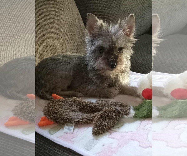 Medium Photo #4 Mutt Puppy For Sale in pomfret, CT, USA