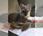 Small #3 Mutt