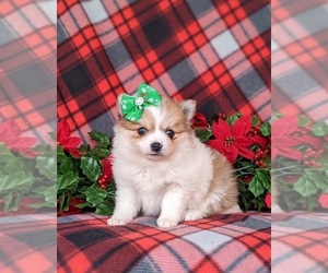 Pomeranian Puppy for sale in OXFORD, PA, USA