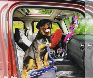 Father of the Rottweiler puppies born on 02/04/2026