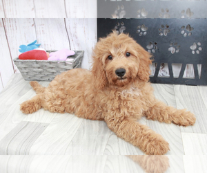 Goldendoodle (Miniature) Puppy for sale in MARIETTA, GA, USA