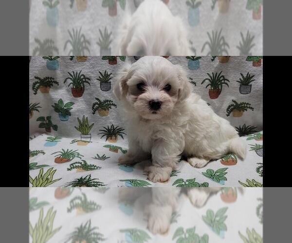 Medium Photo #8 Maltipoo (Miniature) Puppy For Sale in BROOKFIELD, MO, USA