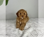 Small Photo #6 Cockapoo Puppy For Sale in FRANKLIN, IN, USA