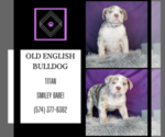 Small #6 Olde English Bulldogge