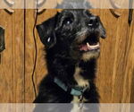 Small #2 Mutt