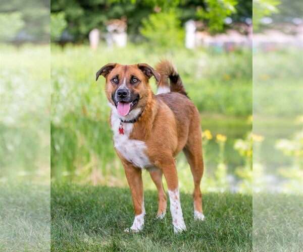 Medium Photo #3 Mutt Puppy For Sale in Farmington, MN, USA