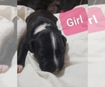 Small Photo #3 American Staffordshire Terrier Puppy For Sale in COLUMBUS, OH, USA