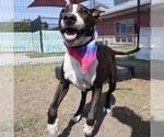 Small American Staffordshire Terrier Mix