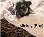 Puppy Mickey Morkie