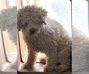 Father of the Cavapoo puppies born on 01/08/2025