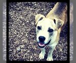 Small Photo #13 Bulldog-Labrador Retriever Mix Puppy For Sale in Rockaway, NJ, USA