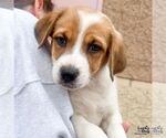 Small #6 Labrador Retriever Mix