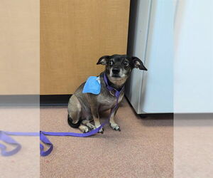 Chihuahua-Unknown Mix Dogs for adoption in Ogden, UT, USA