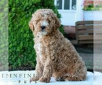 Small #3 Goldendoodle (Miniature)