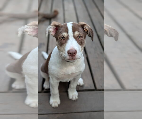 Medium Photo #3 Staffordshire Bull Terrier-Unknown Mix Puppy For Sale in Brooklyn Center, MN, USA