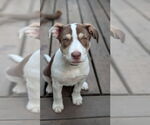 Small #2 Staffordshire Bull Terrier Mix