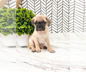 Puggle Puppy for sale in MILLERSBURG, OH, USA