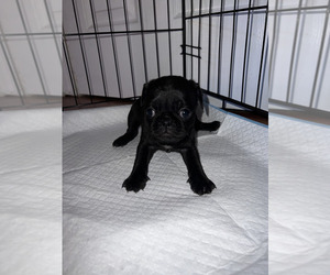 Pug Puppy for sale in PALO ALTO, CA, USA