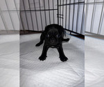 Small Pug