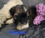 Puppy Snickers Zuchon