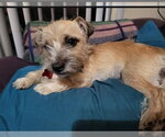 Small Photo #4 Care-Tzu Puppy For Sale in Lakewood, CO, USA