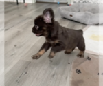 Small #2 French Bulldog