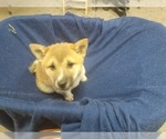 Small Photo #7 Shiba Inu Puppy For Sale in CAMERON, MO, USA