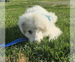 Small #1 Great Pyrenees