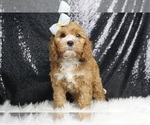Puppy Hiccup F1 Cavapoo
