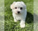 Small Photo #4 Morkie Puppy For Sale in ROCK STREAM, NY, USA