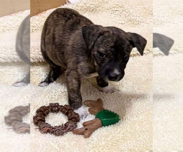 Medium Photo #4 Catahoula Leopard Dog-Unknown Mix Puppy For Sale in Rockaway, NJ, USA